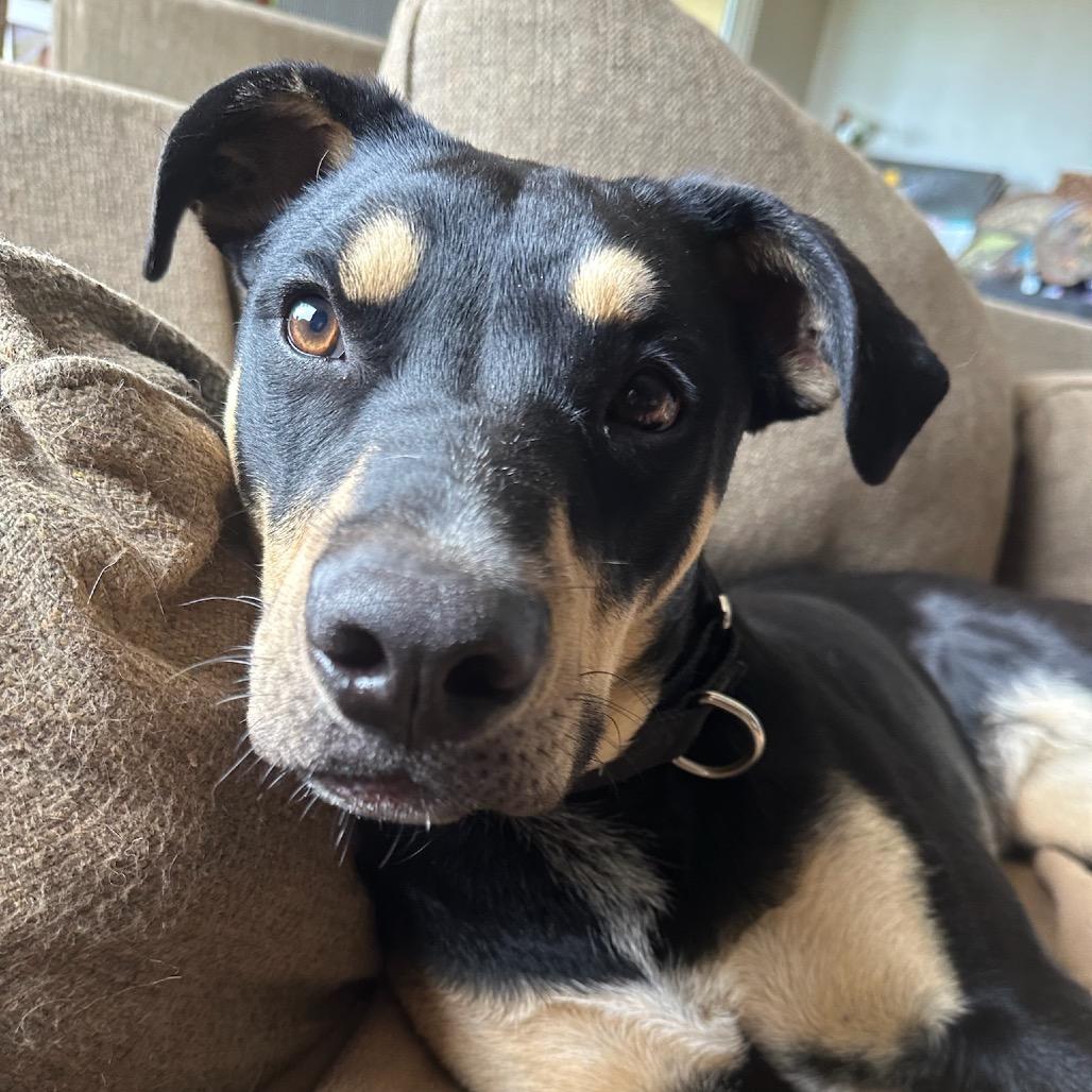 Enlarge Sammie Sweetheart, a Adoptable mixed breed in San Diego, CA image 3/6