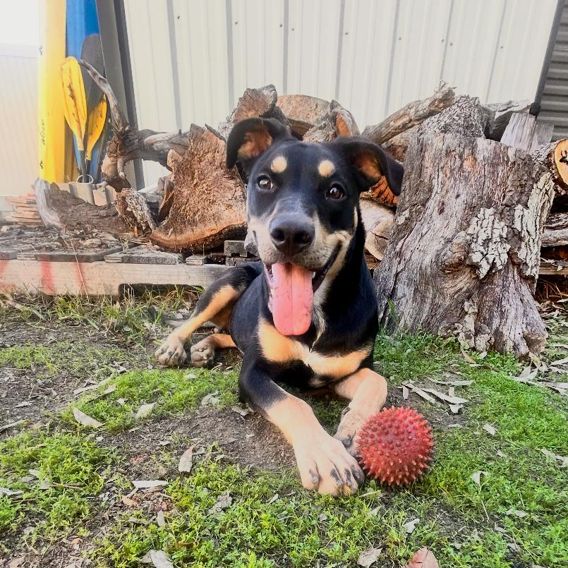 Sammie Sweetheart, a Adoptable mixed breed in San Diego, CA image 3/6
