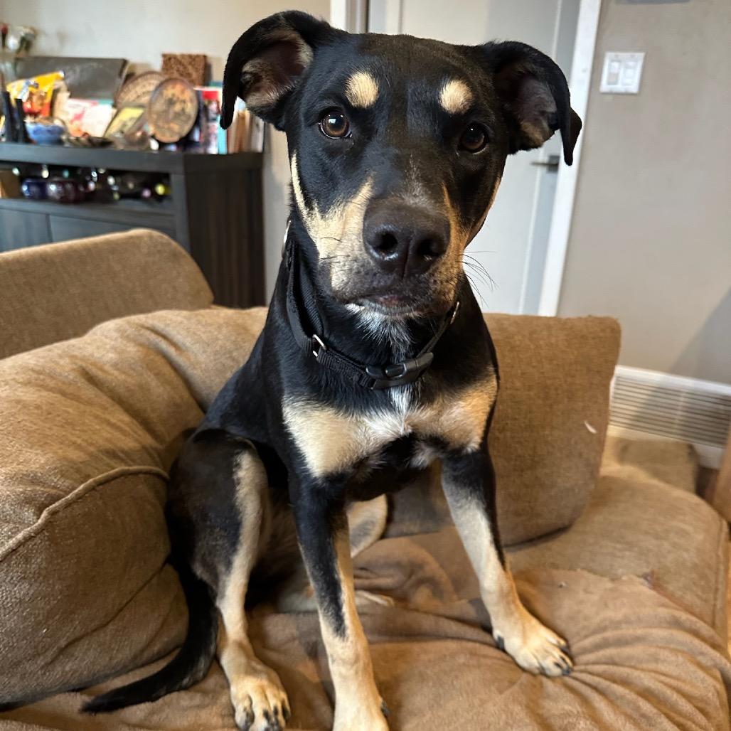 Enlarge Sammie Sweetheart, a Adoptable mixed breed in San Diego, CA image 4/6