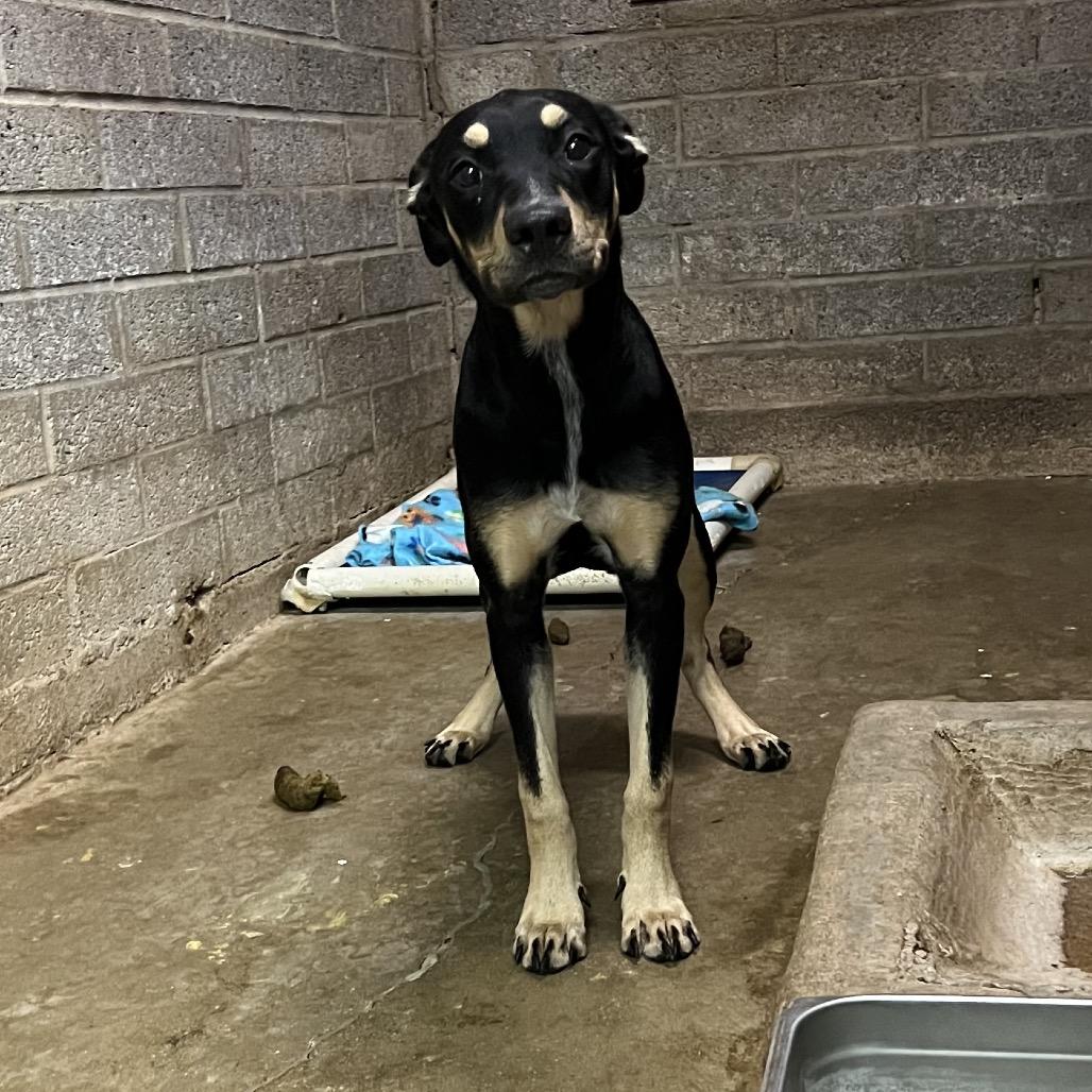 Enlarge Sammie Sweetheart, a Adoptable mixed breed in San Diego, CA image 5/6