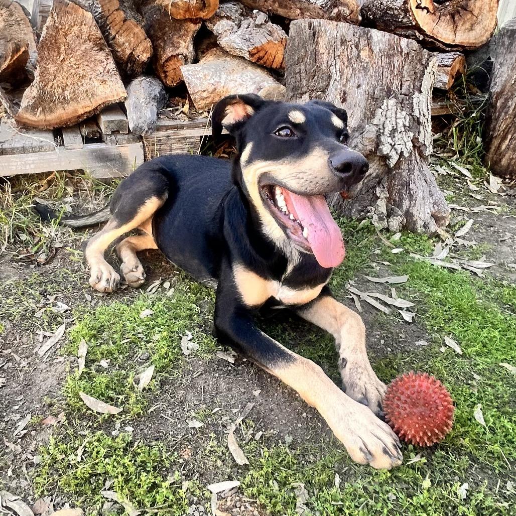 Sammie Sweetheart, a Adoptable mixed breed in San Diego, CA image 5/6