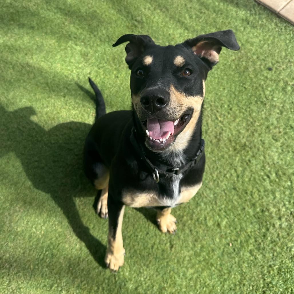 Enlarge Sammie Sweetheart, a Adoptable mixed breed in San Diego, CA image 6/6