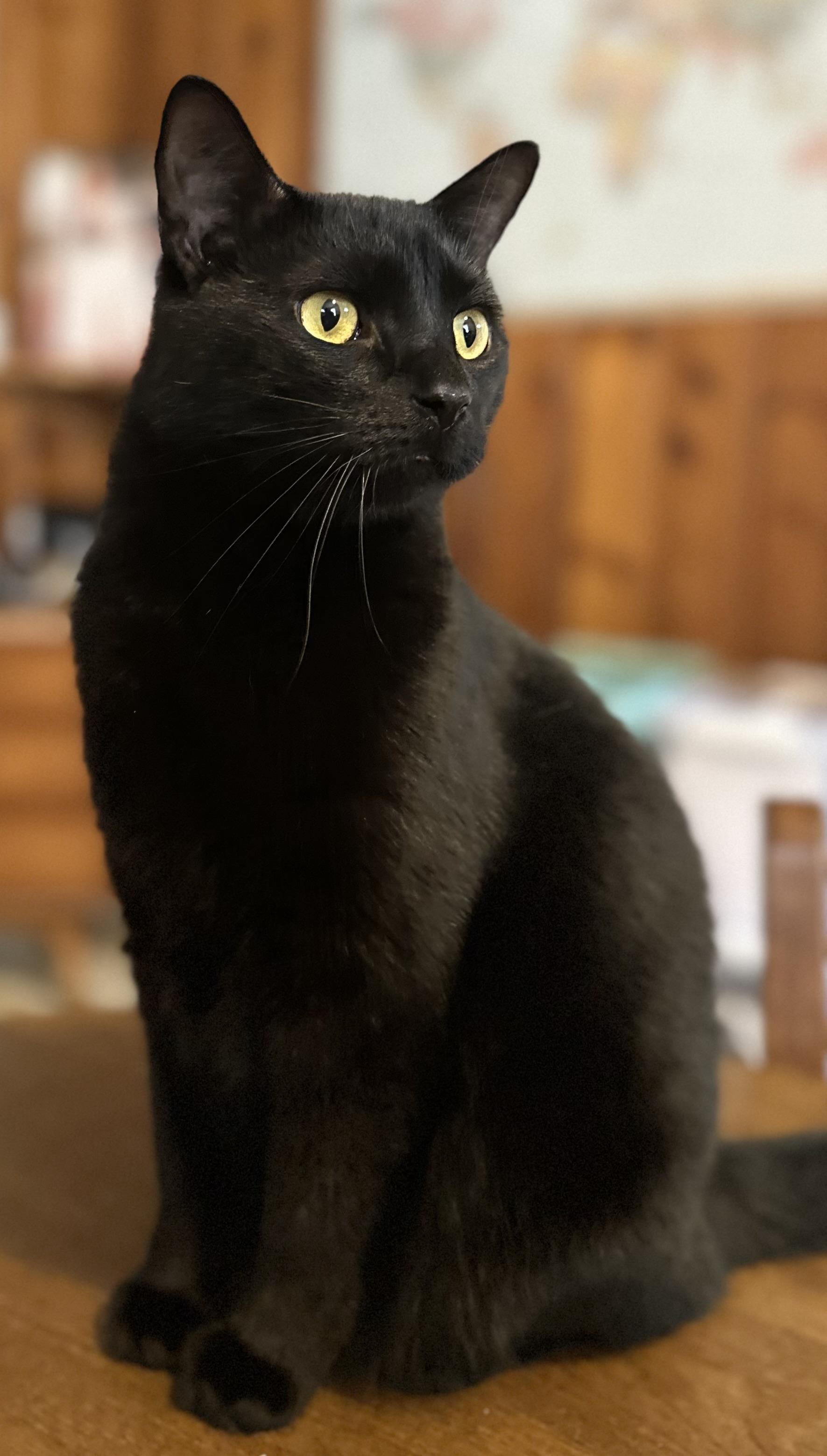 Toasty, Adoptable, Adult Male Domestic Short Hair.