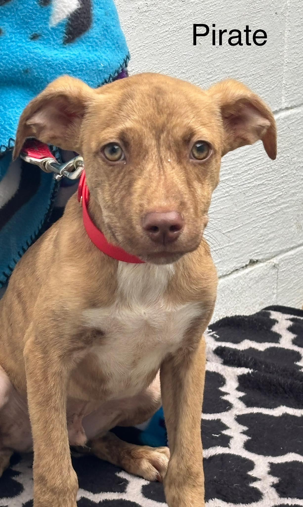 Enlarge Pirate, a Adoptable mixed breed in Paris, IL image 1/1