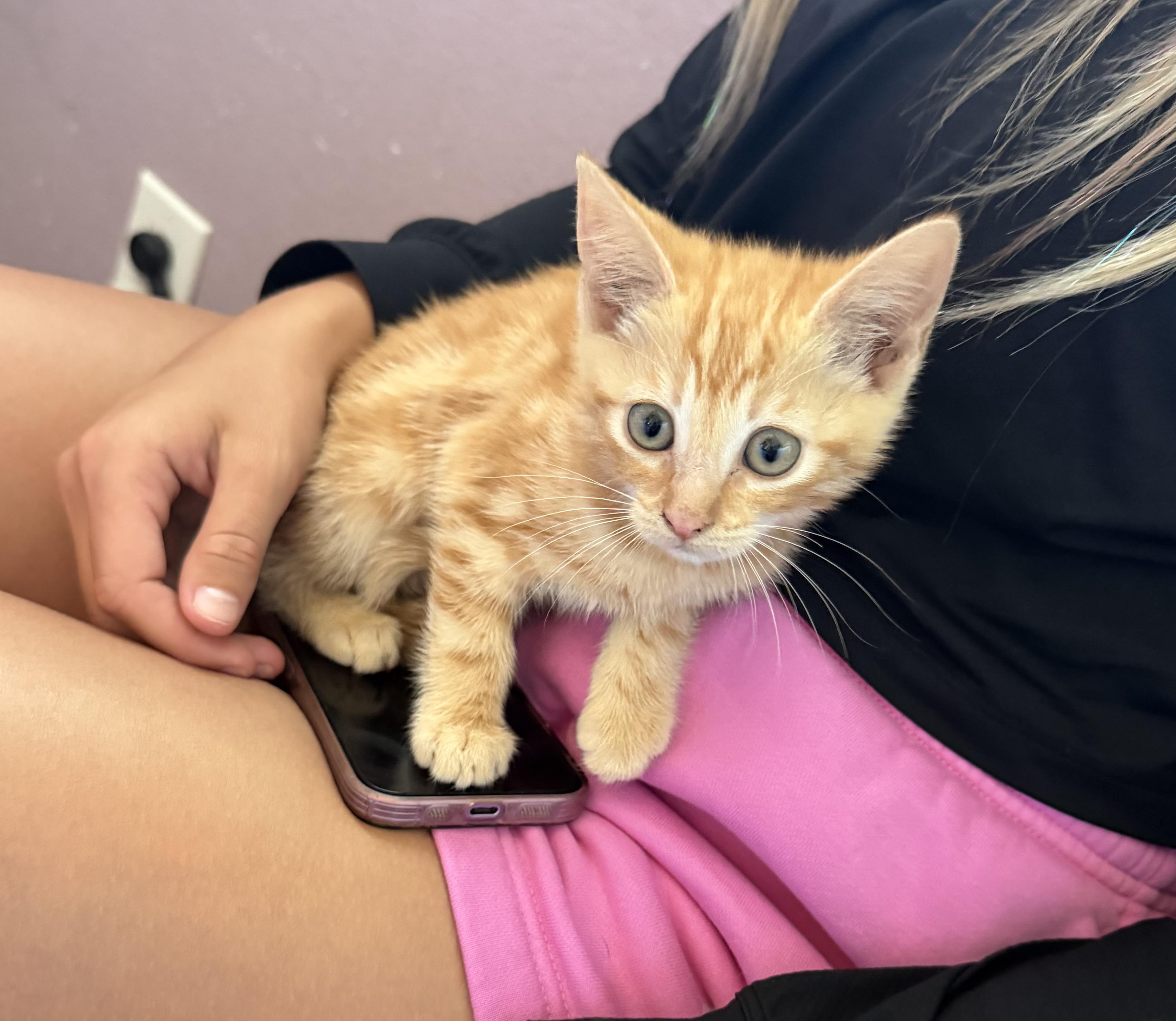 Misty, Adoptable, Kitten Female Domestic Short Hair.