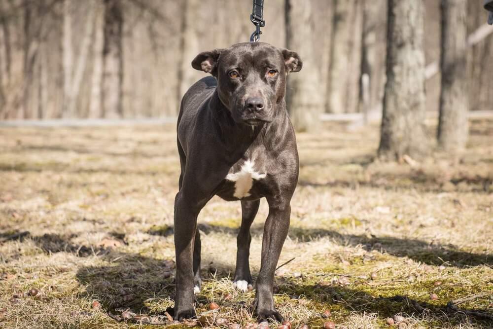 Enlarge Harper, a Adopted mixed breed in Waterloo, IN image 1/4