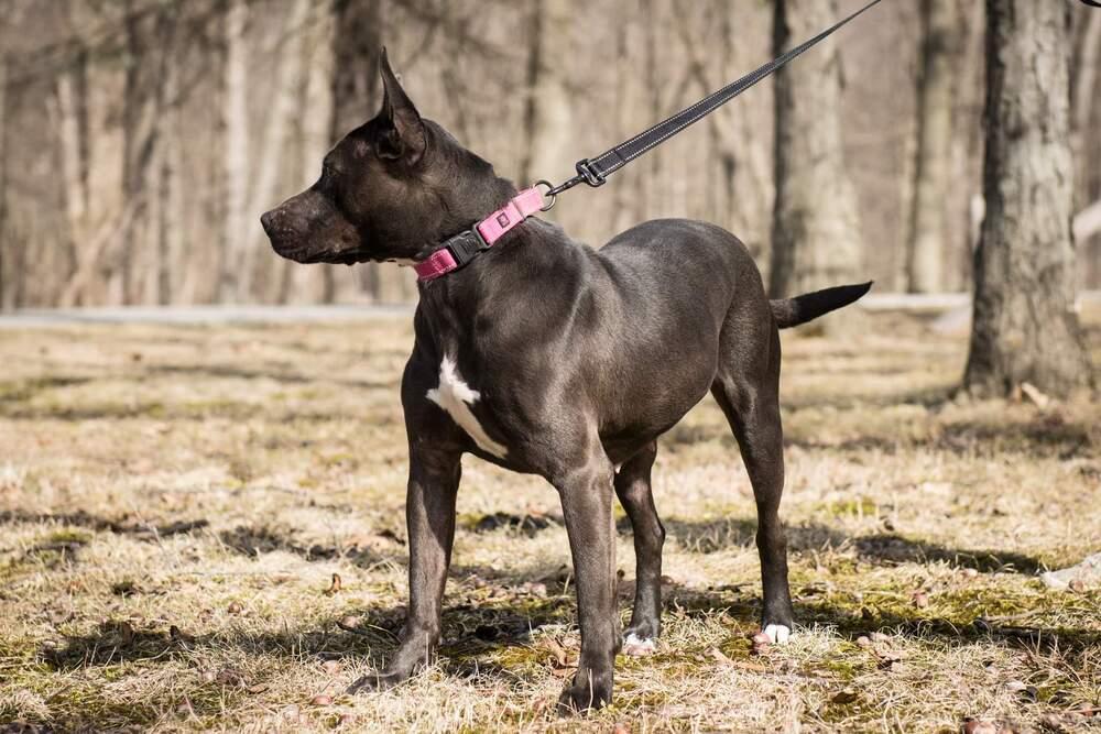 Enlarge Harper, a Adopted mixed breed in Waterloo, IN image 2/4