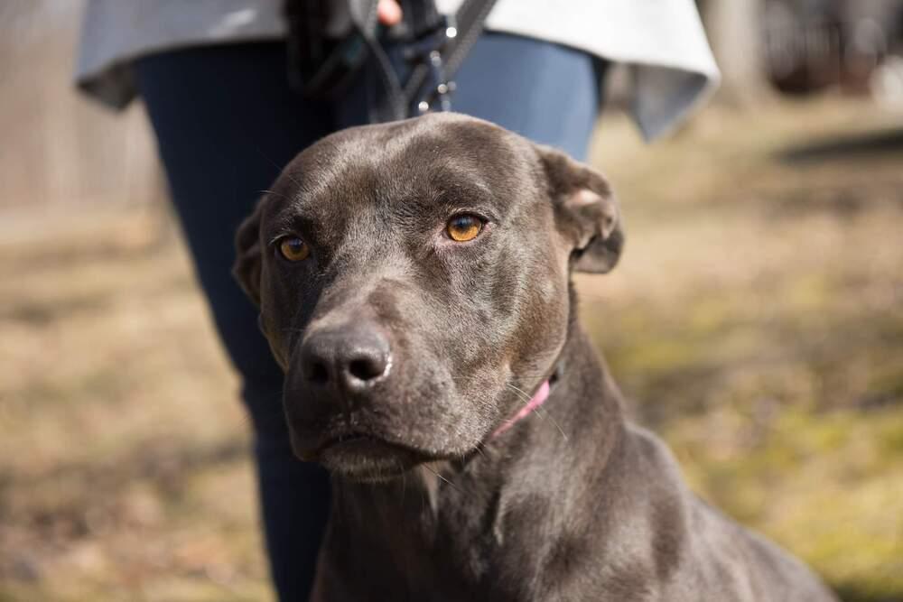 Enlarge Harper, a Adopted mixed breed in Waterloo, IN image 3/4