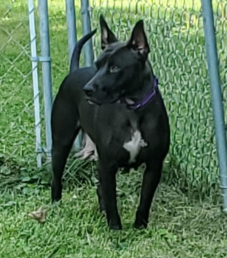 Enlarge Harper, a Adopted mixed breed in Waterloo, IN image 4/4