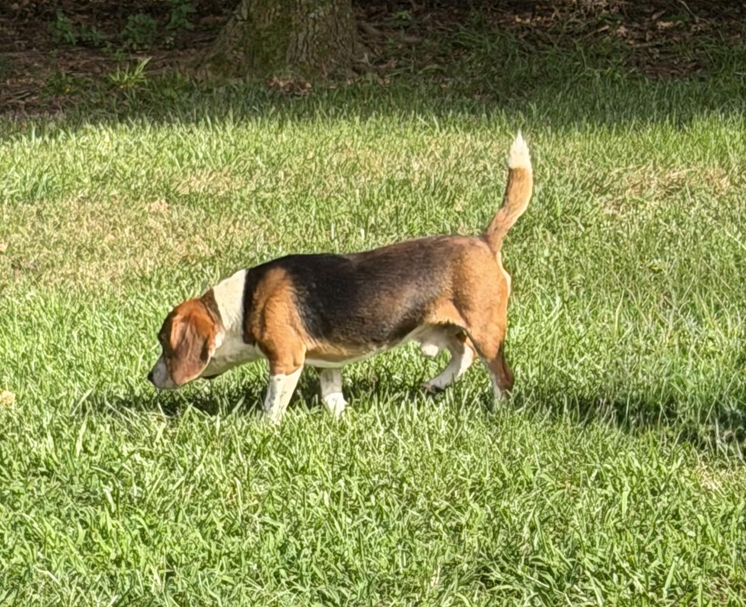 Enlarge Walker, a ADOPTABLE Beagle in Monroe, GA image 3/6