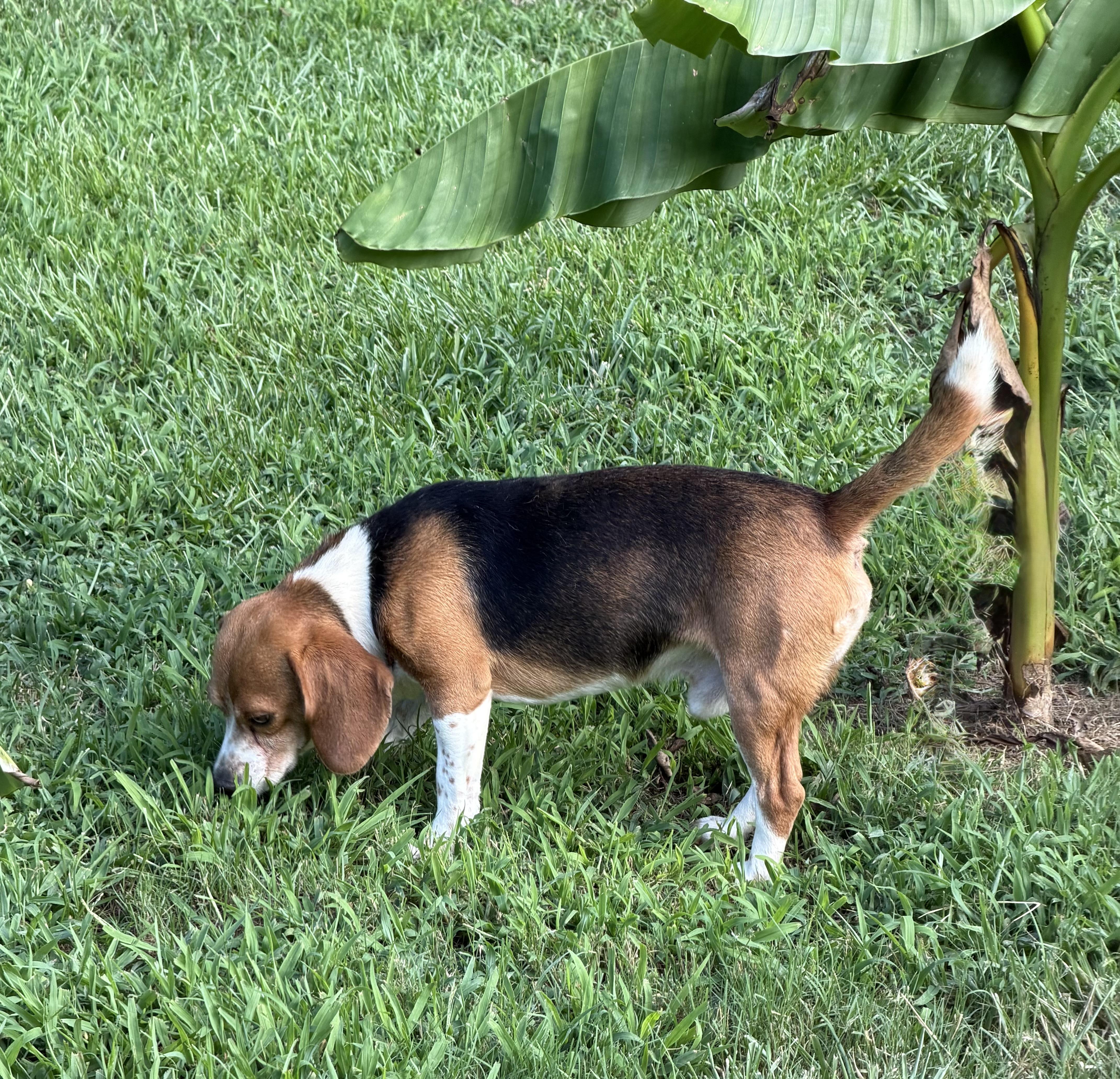 Enlarge Walker, a ADOPTABLE Beagle in Monroe, GA image 5/6