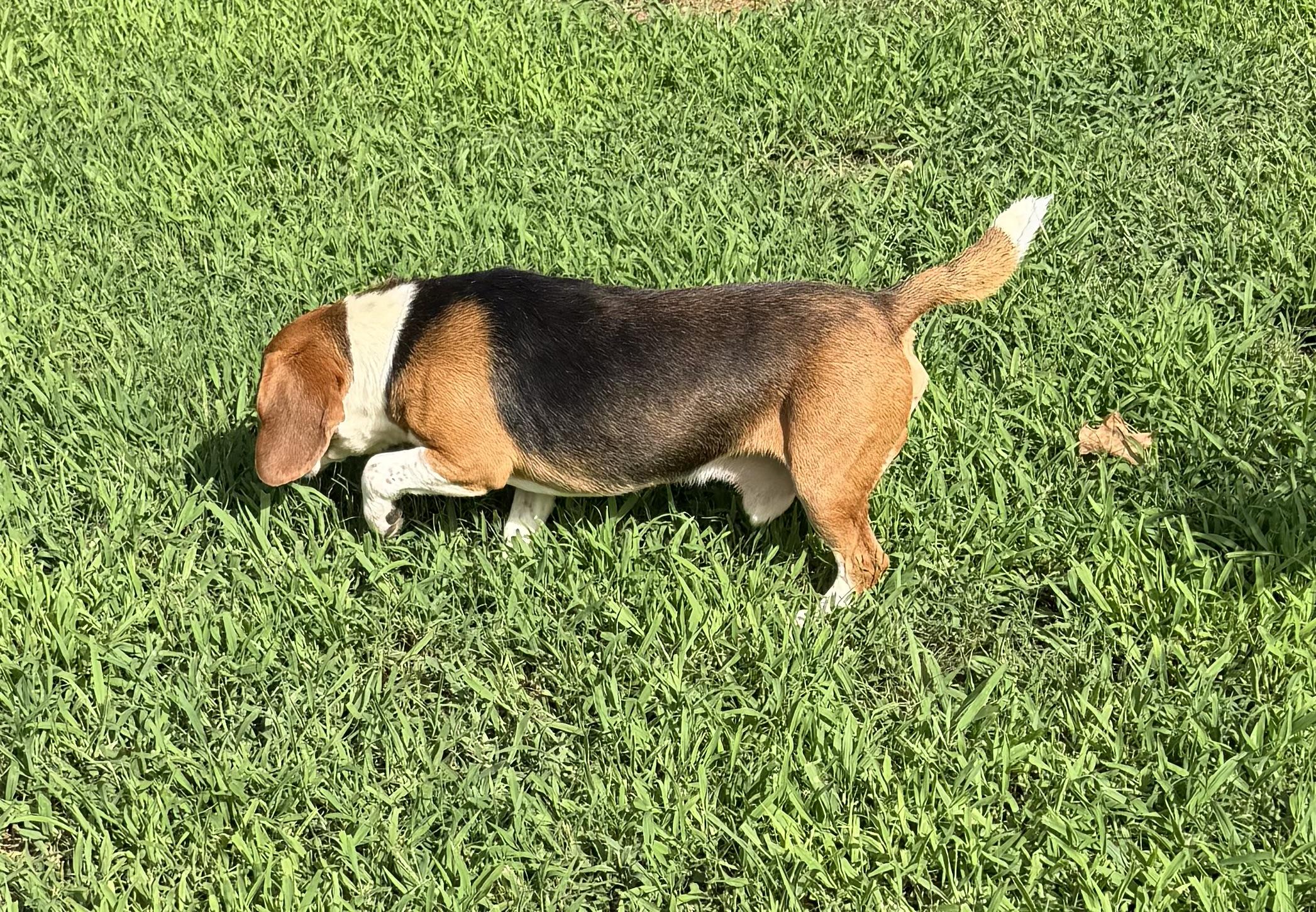Enlarge Walker, a ADOPTABLE Beagle in Monroe, GA image 4/6