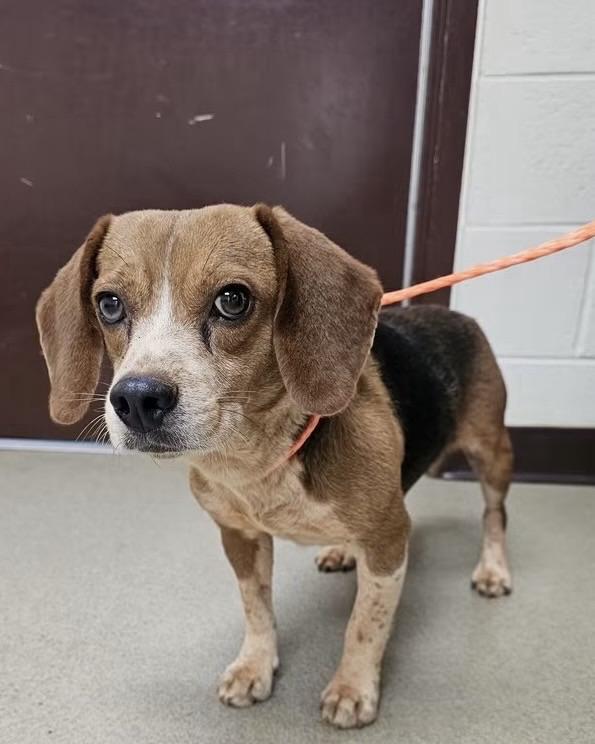 Enlarge Walker, a ADOPTABLE Beagle in Monroe, GA image 6/6