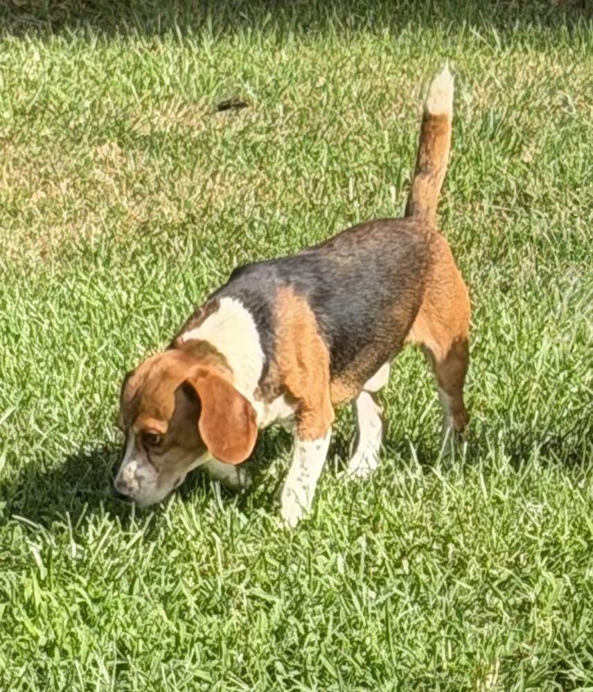 Enlarge Walker, a ADOPTABLE Beagle in Monroe, GA image 1/6