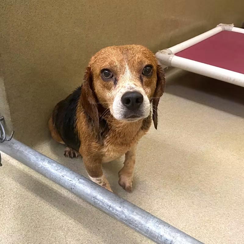 Enlarge Walker, a ADOPTABLE Beagle in Monroe, GA image 2/6