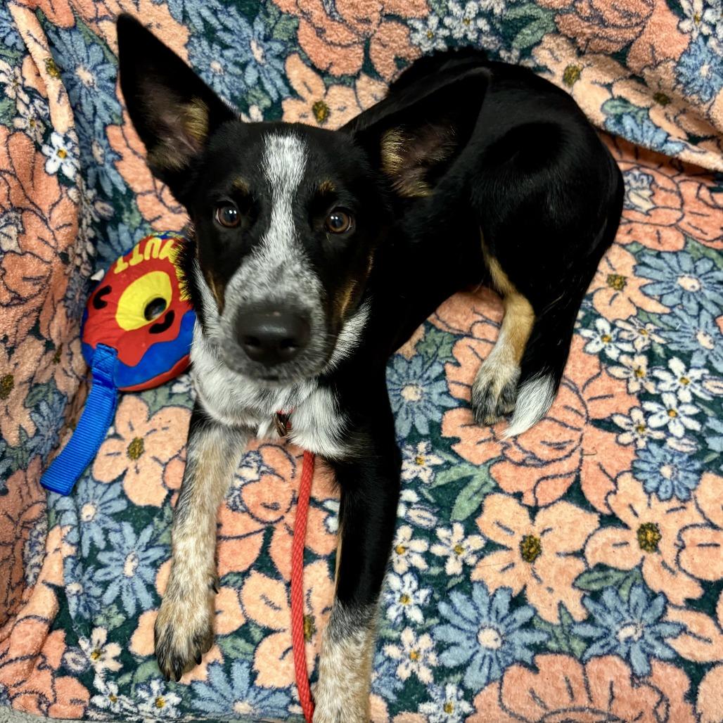 Rascal, ADOPTABLE, Puppy • Male, Australian Kelpie & Mixed Breed.