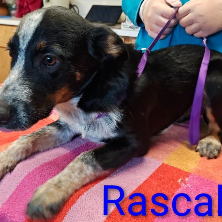 Enlarge Rascal, a Adoptable mixed breed in Chicago, IL image 2/6