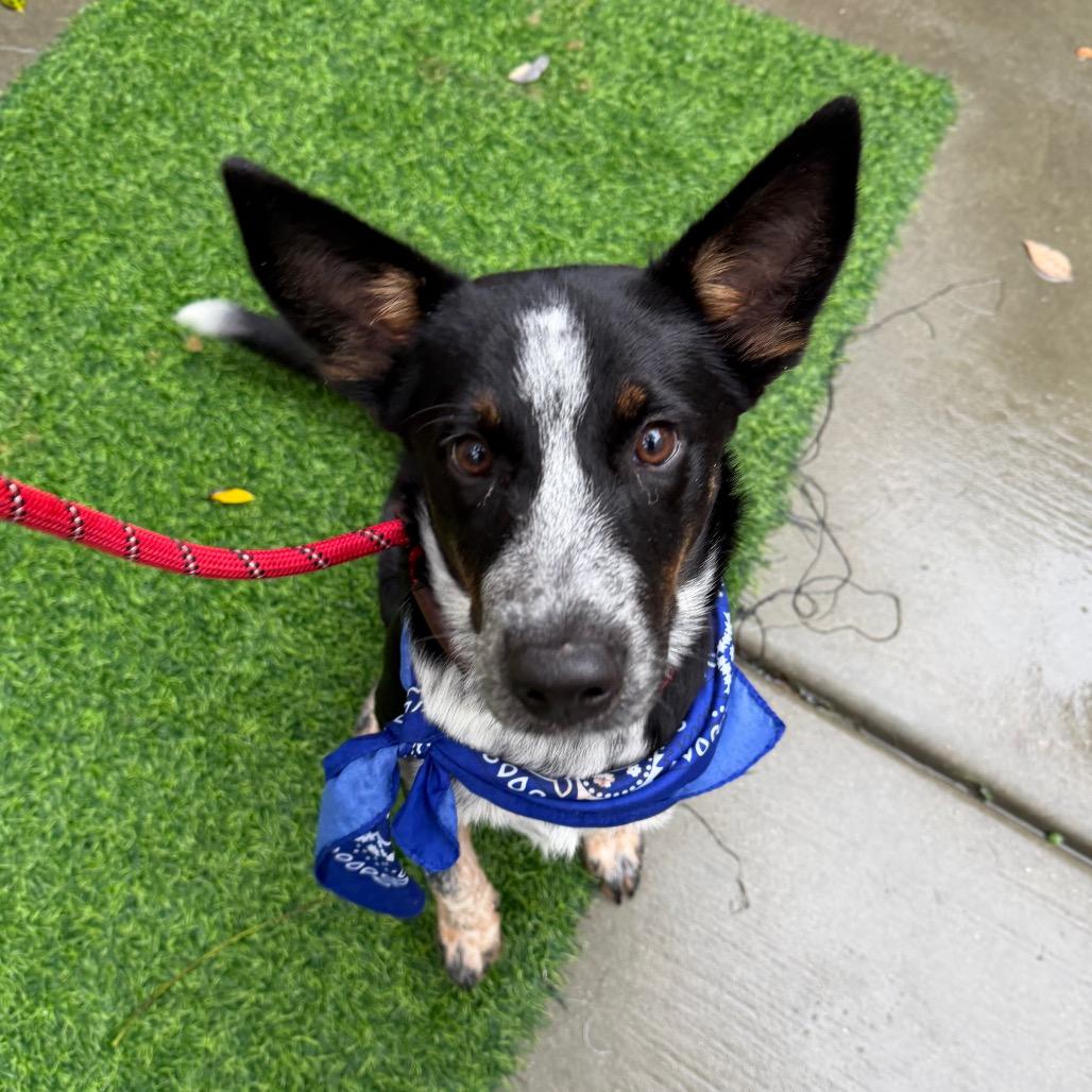 Enlarge Rascal, a Adoptable mixed breed in Chicago, IL image 3/6