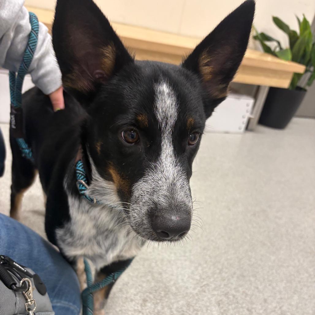 Enlarge Rascal, a Adoptable mixed breed in Chicago, IL image 4/6