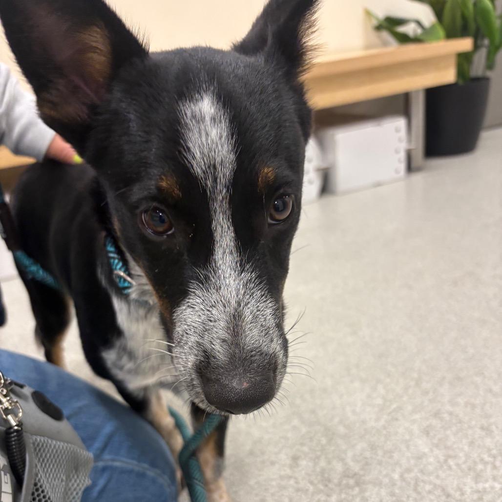 Enlarge Rascal, a Adoptable mixed breed in Chicago, IL image 5/6