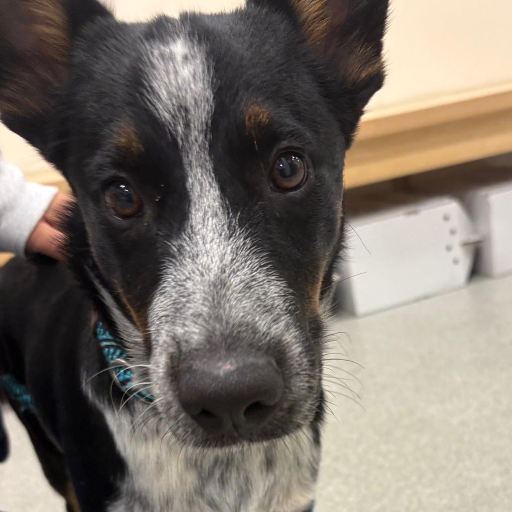 Enlarge Rascal, a Adoptable mixed breed in Chicago, IL image 6/6