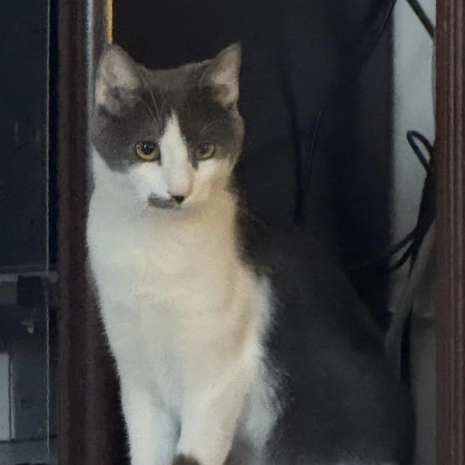 Enlarge Wilbur, a Adoptable Domestic Short Hair in Greensburg, PA image 3/3