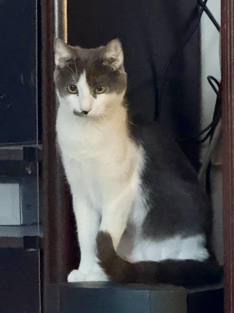 Enlarge Wilbur, a Adoptable Domestic Short Hair in Greensburg, PA image 2/3