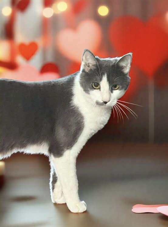 Wilbur, Adoptable, Adult Male Domestic Short Hair.