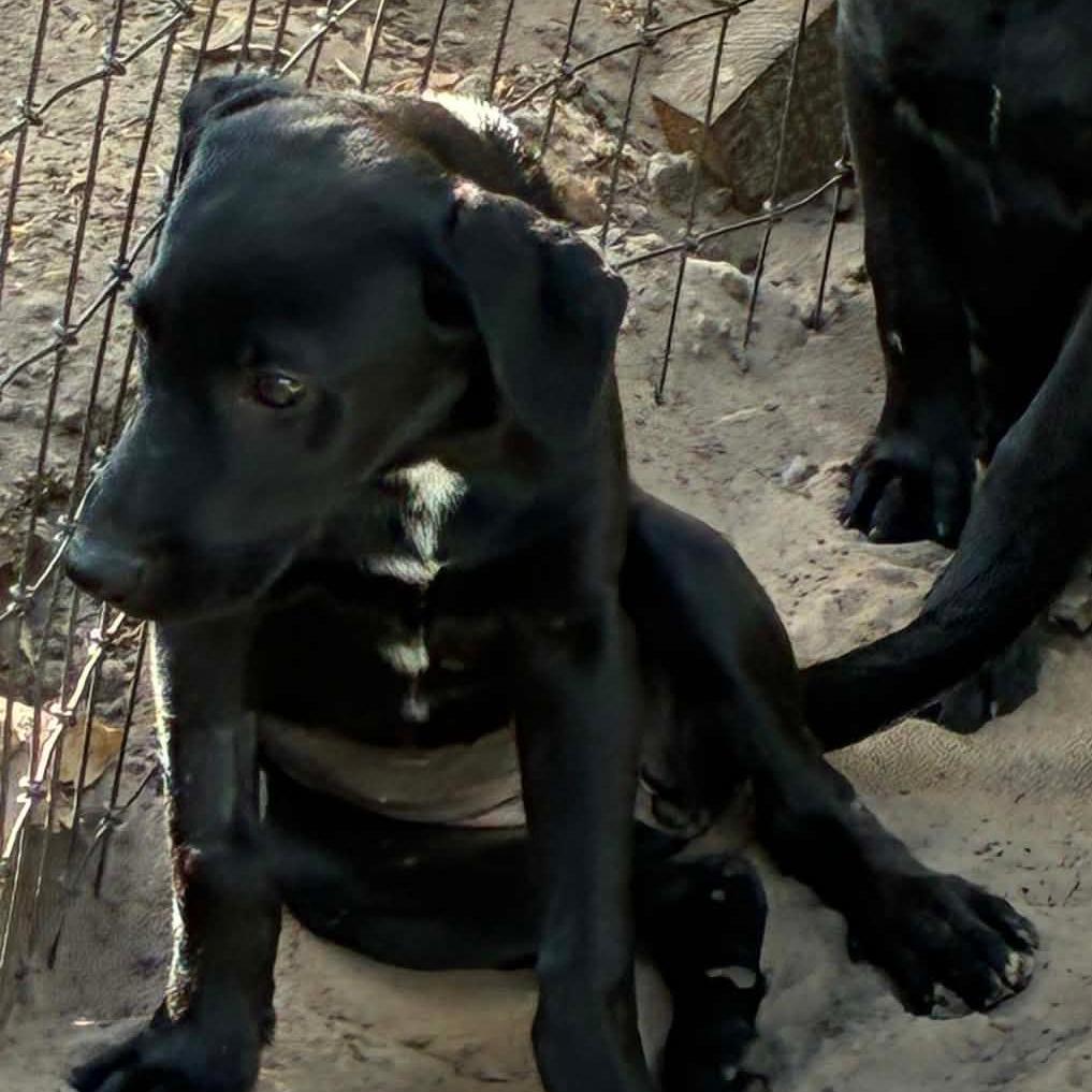 Goldy, Adoptable, Puppy Female Black Labrador Retriever & Mixed Breed.