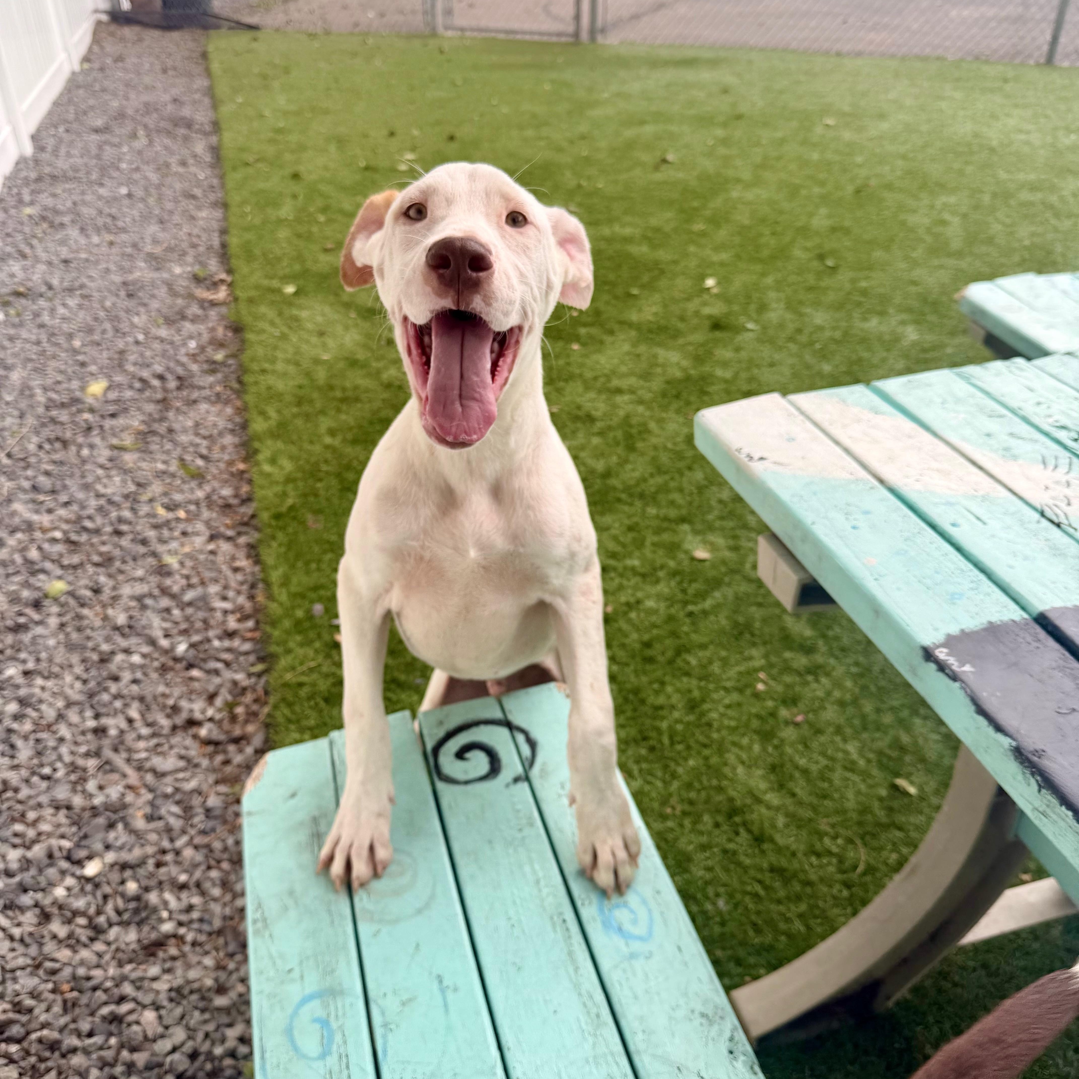 JAMESON, Adoptable, Young Male Mixed Breed.