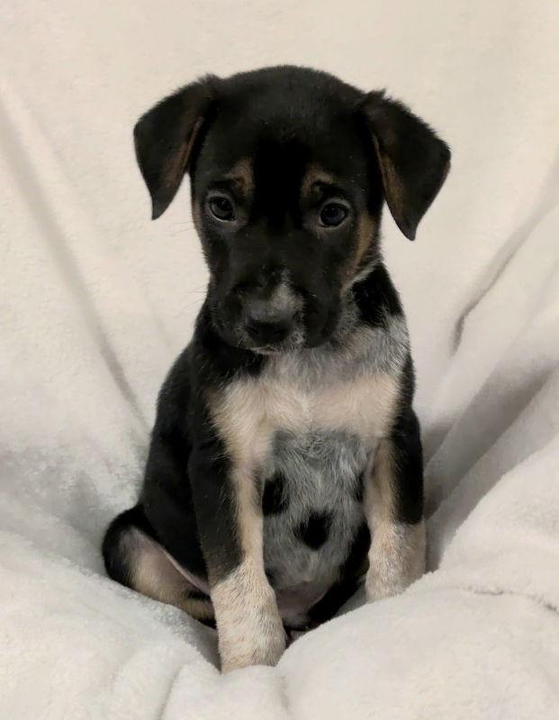 Felix, a Adoptable Mixed Breed in House Springs, MO image 2/2