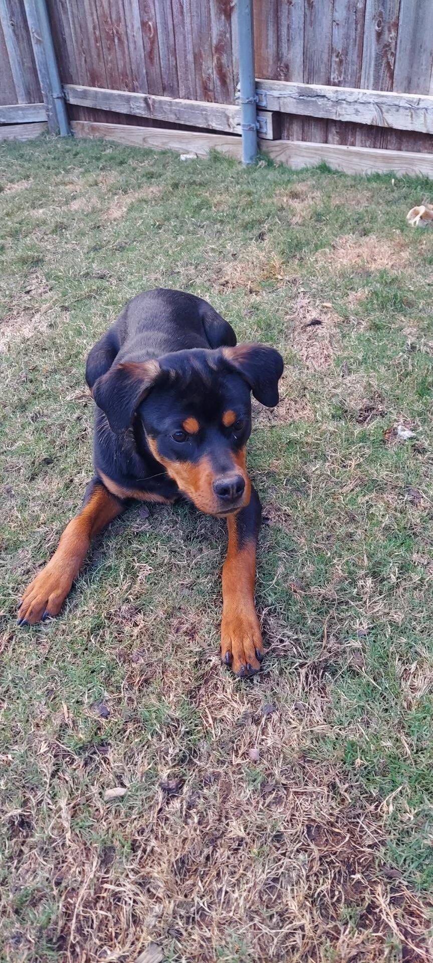 Izzy a.k.a. Isabelle, a Adoptable Rottweiler in Polk, OH image 1/4
