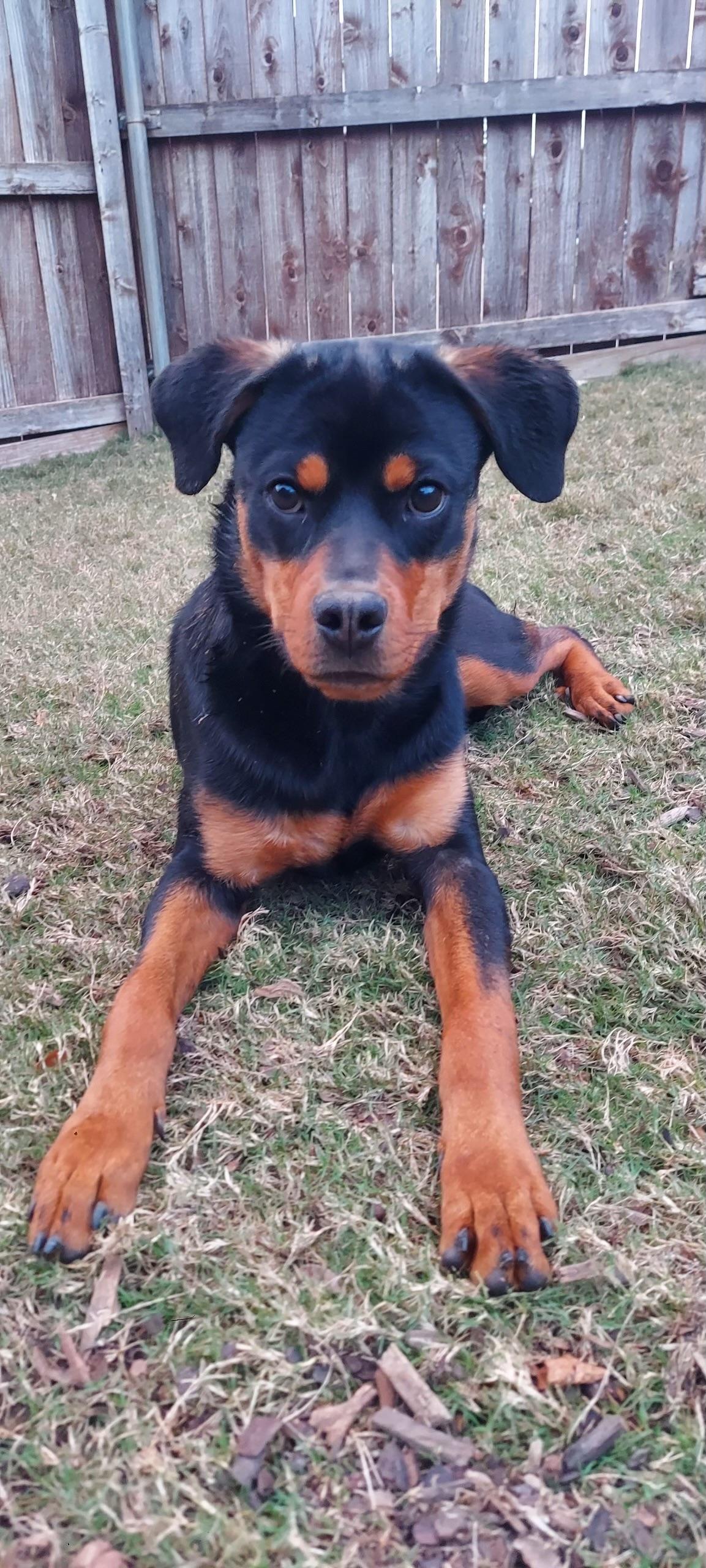 Izzy a.k.a. Isabelle, a Adoptable Rottweiler in Polk, OH image 3/4