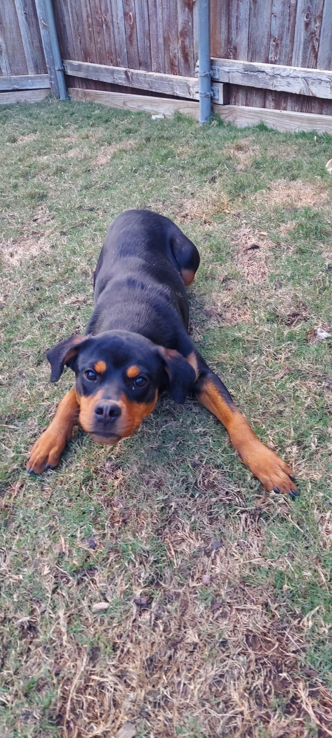 Izzy a.k.a. Isabelle, a Adoptable Rottweiler in Polk, OH image 4/4