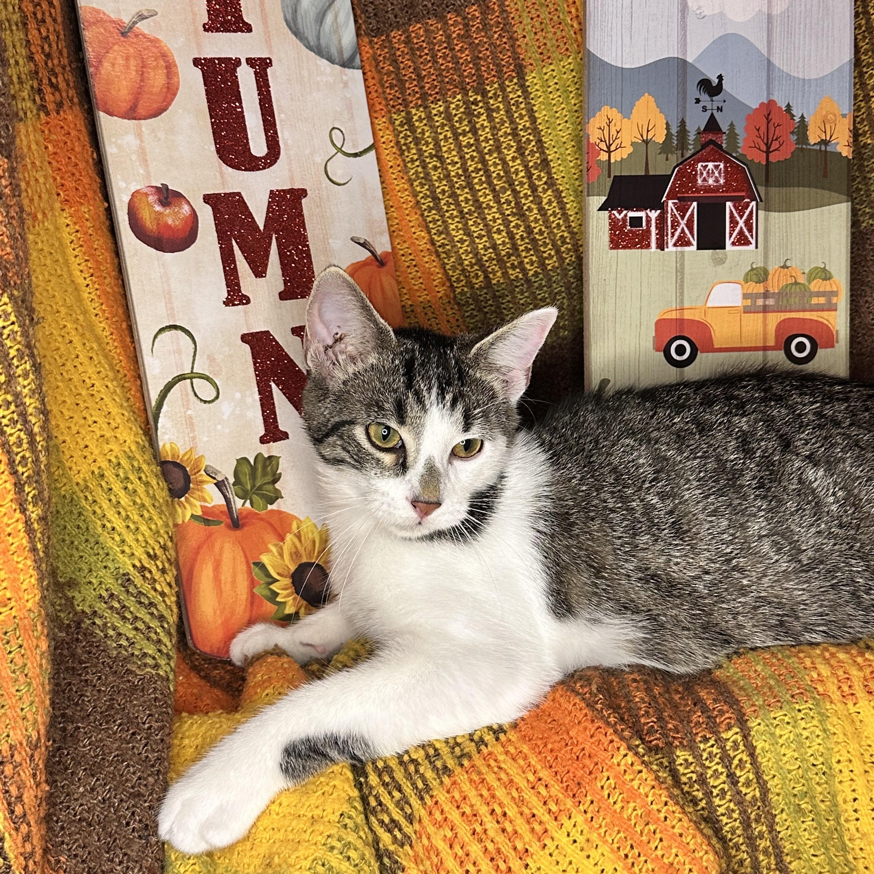 Twinkle Toes thumbnail 4