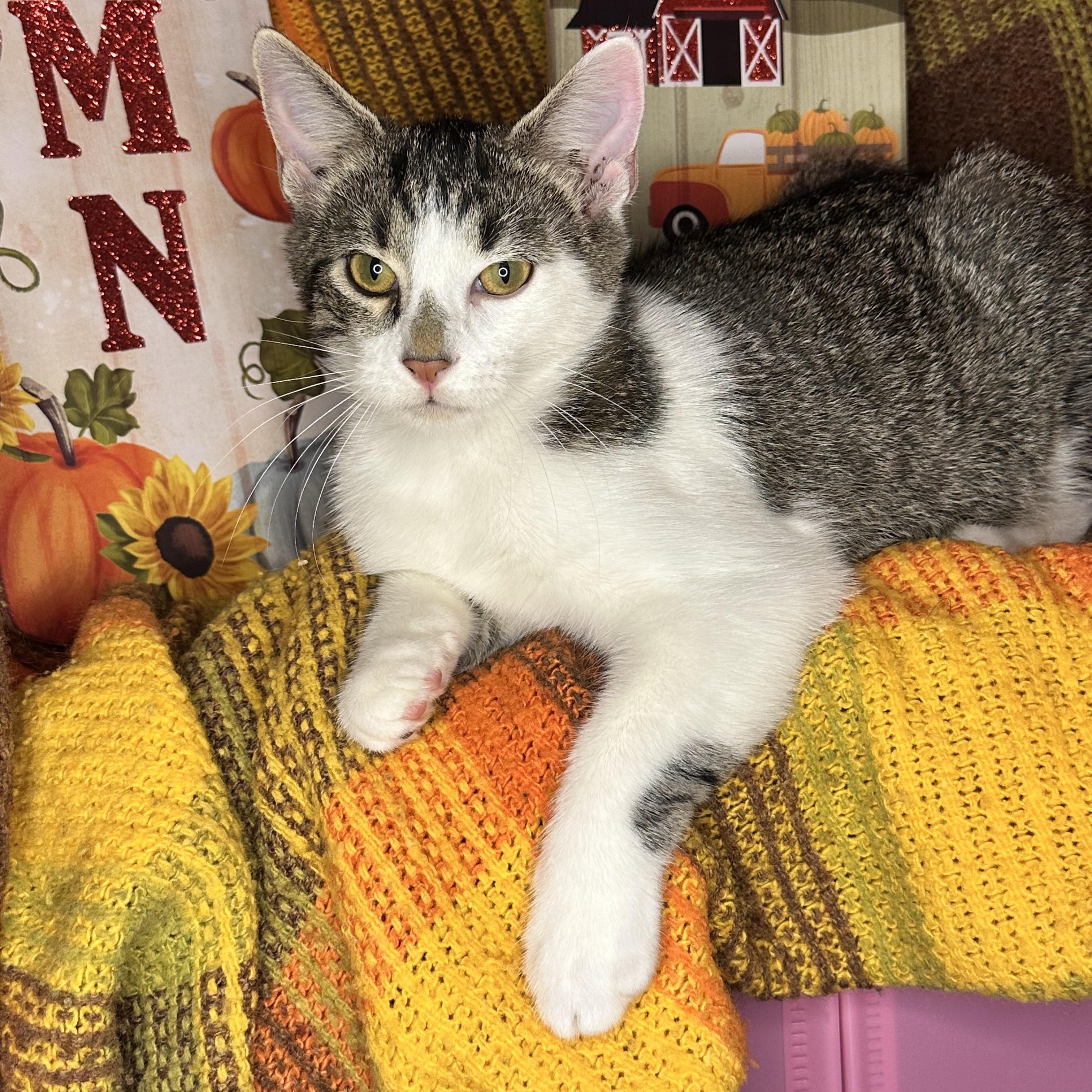 Twinkle Toes thumbnail 2