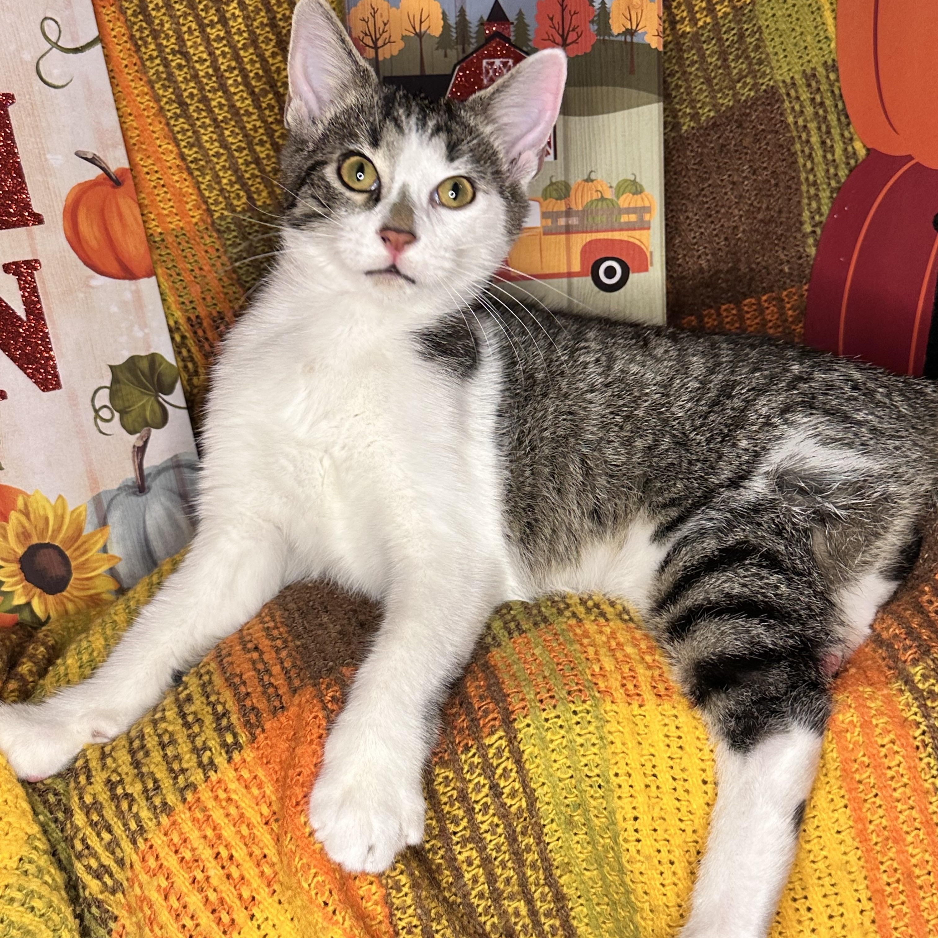 Twinkle Toes thumbnail 3