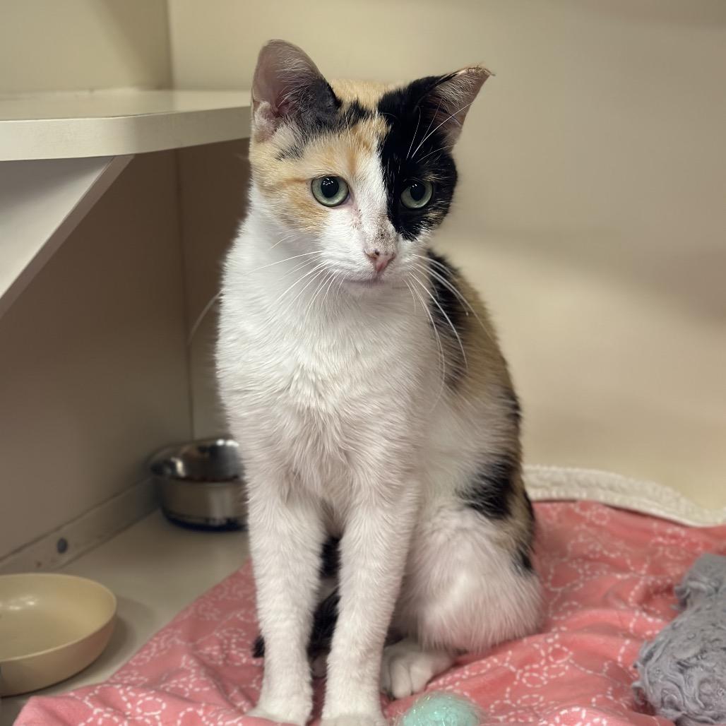 Meena, Adoptable, Young Female Domestic Short Hair.