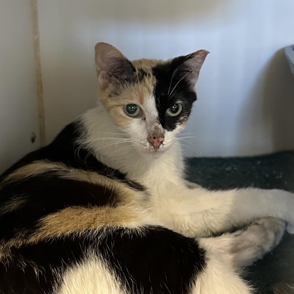 Enlarge Meena, a Adoptable Domestic Short Hair in Hinsdale, IL image 2/2