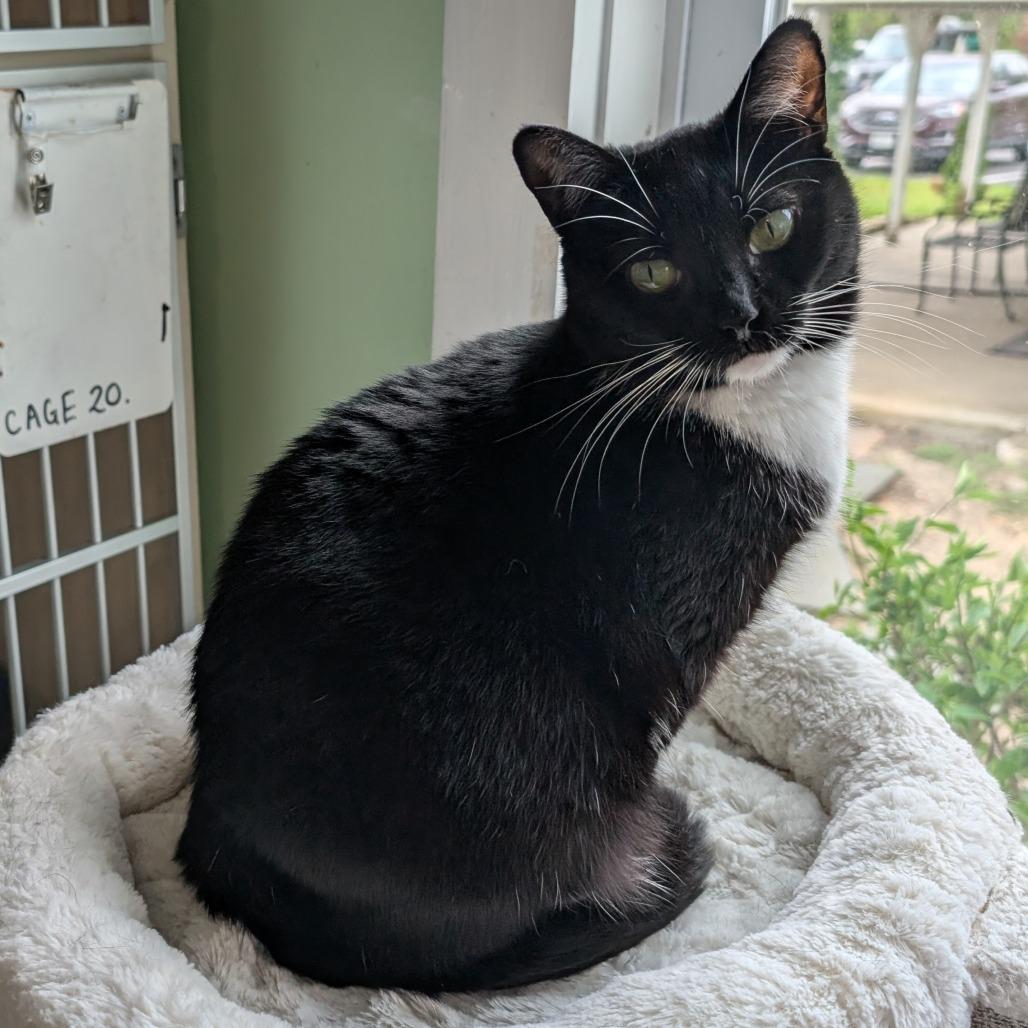 Pamela, Adoptable, Adult Female Domestic Short Hair.