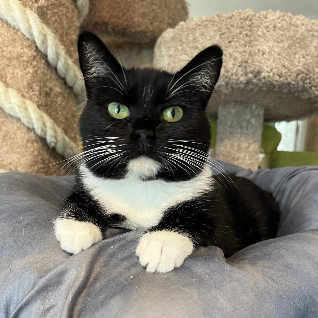 Enlarge Pamela, a Adoptable Domestic Short Hair in Calverton, NY image 2/3
