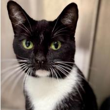 Pamela, Adoptable, Adult Female Domestic Short Hair.