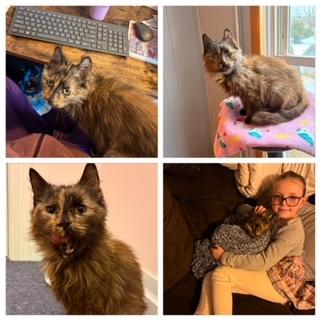 Enlarge JYNX, a Adoptable Domestic Short Hair in Westminster, MD image 1/1