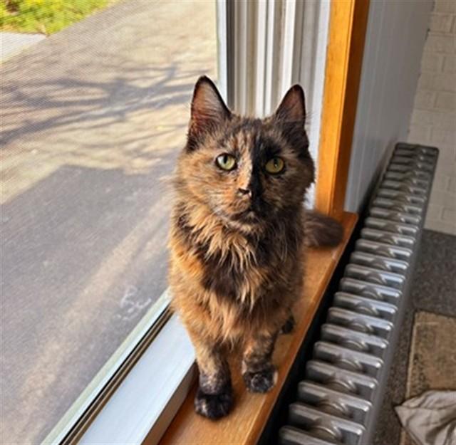 Enlarge JYNX, a Adoptable Domestic Short Hair in Westminster, MD image 1/1