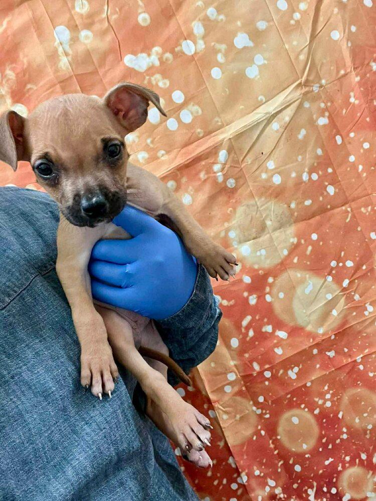 Cindy Lu thumbnail 3