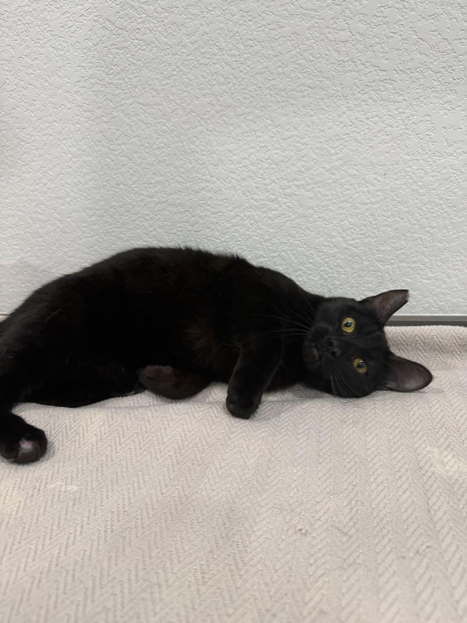 Enlarge Celine, an adoptable Domestic Short Hair in Las Vegas, NV image 3/4