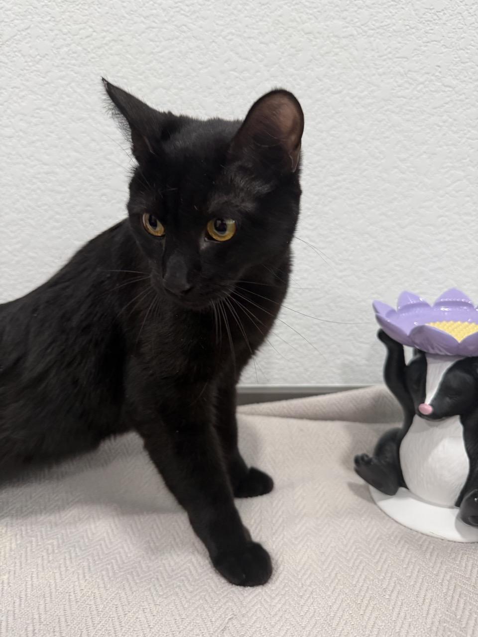 Celine, adoptable, Young Female Domestic Short Hair.