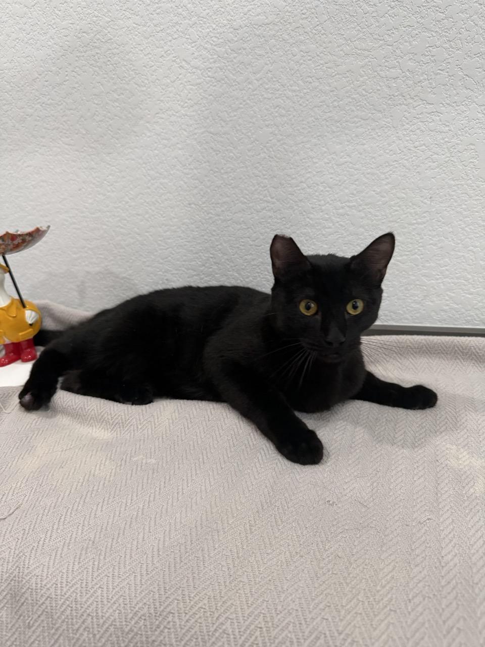 Enlarge Celine, an adoptable Domestic Short Hair in Las Vegas, NV image 4/4