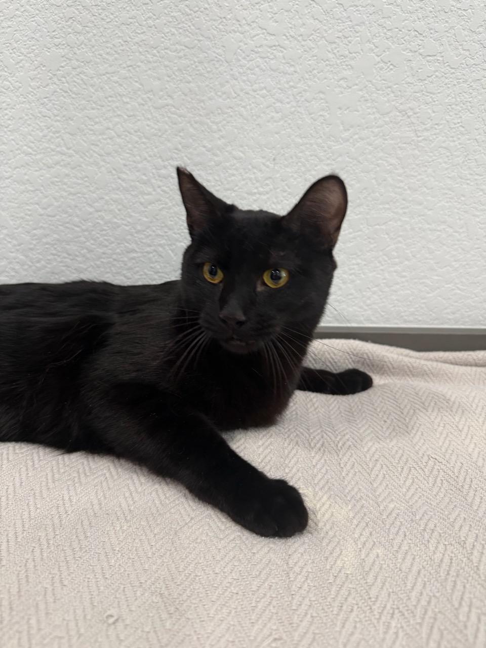 Enlarge Celine, an adoptable Domestic Short Hair in Las Vegas, NV image 2/4