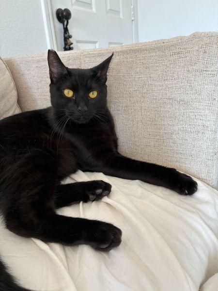 Celine, adoptable, Young Female Domestic Short Hair.